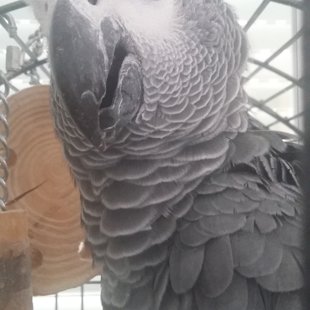 LORO YAKO GRIS DE COLA ROJA " CAPITÁN JACK SPARROW"