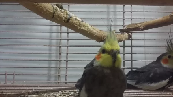 OS PRESENTO A PEPITO