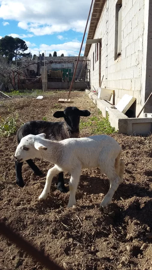 BLANQUITA Y NEGRITO