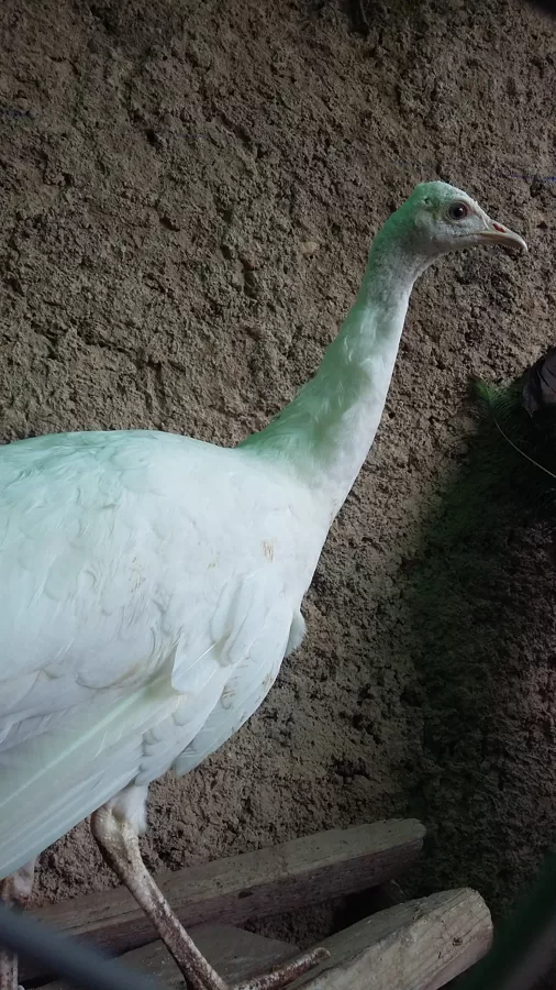 LA PAVA CLARITA