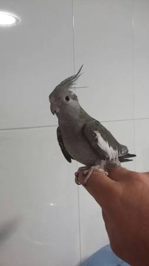 NUESTRA NINFA PEPITA