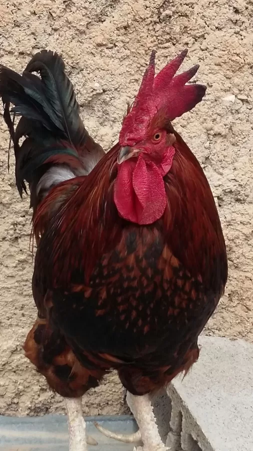 EL GALLO